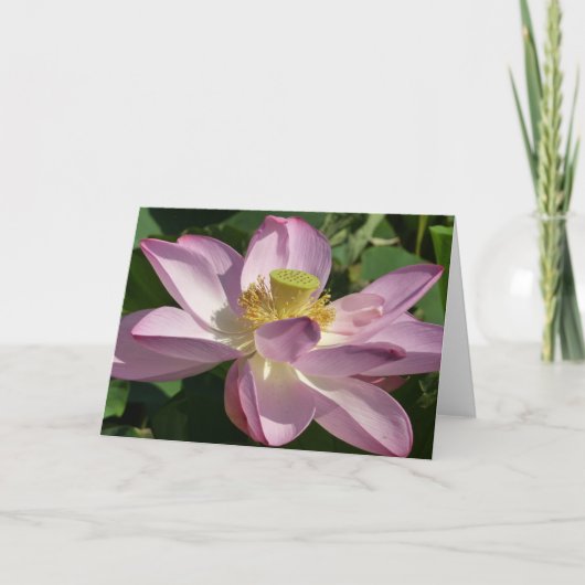 Carte Fleur de lotus rose II Floraison estivale (Devant)