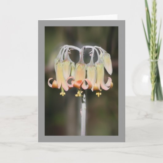 Carte Fleur de lustre (Devant)