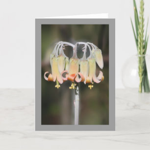 Carte Fleur de lustre