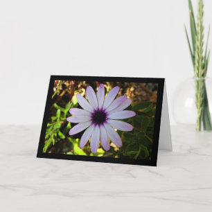 Carte Fleur de Marguerite africaine blanche