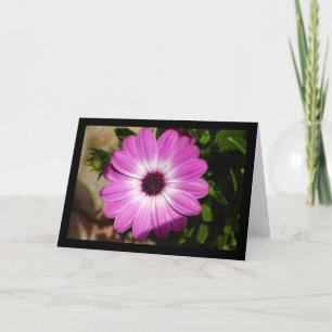 Carte Fleur de marguerite africaine violette