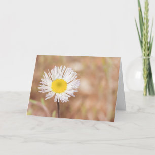 Carte Fleur de marguerite blanche sauvage toute occasion