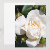 Carte fleur de rose blanche assez pure. art photographiq (Devant / Derrière)