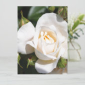Carte fleur de rose blanche assez pure. art photographiq (Debout devant)