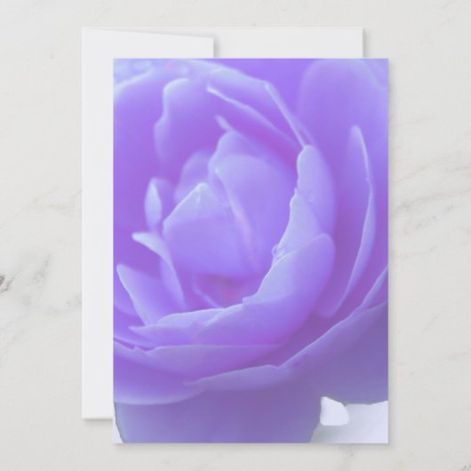 Carte fleur de rose violette (Dos)