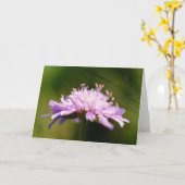 Carte Fleur de Scabieuse des champs (Knautia arvensis) (Fleur jaune)