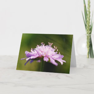 Carte Fleur de Scabieuse des champs (Knautia arvensis)