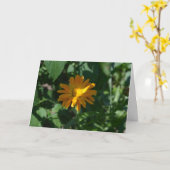 Carte Fleur de Souci Orange (Calendula officinalis) (Fleur jaune)