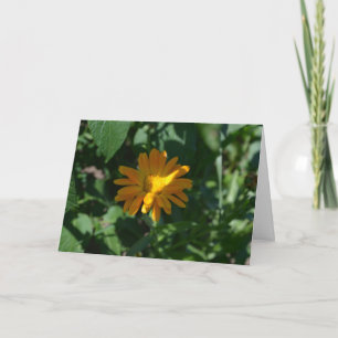 Carte Fleur de souci pot orange (Calendula officinalis)
