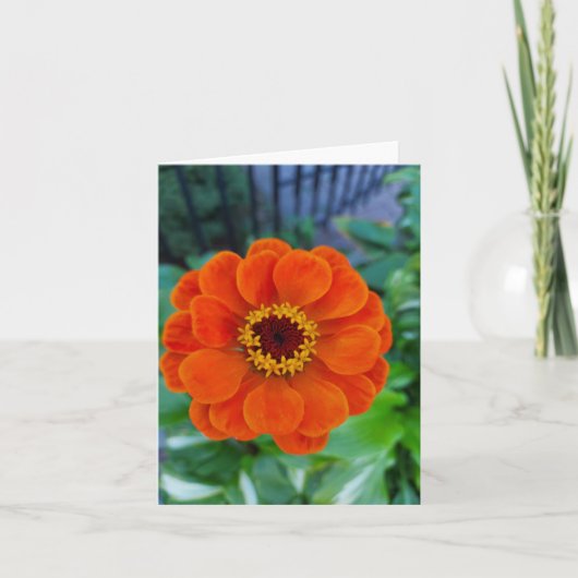 Carte Fleur de zinnia orange (Devant)