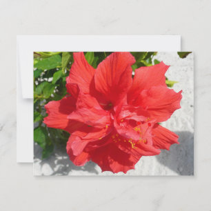 Carte Fleur d'Hibiscus Double Rouge