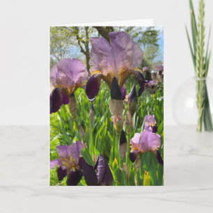 Carte Fleur d'Iris vierge