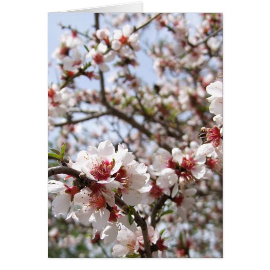 Carte Fleur Fleur Printemps (Devant)