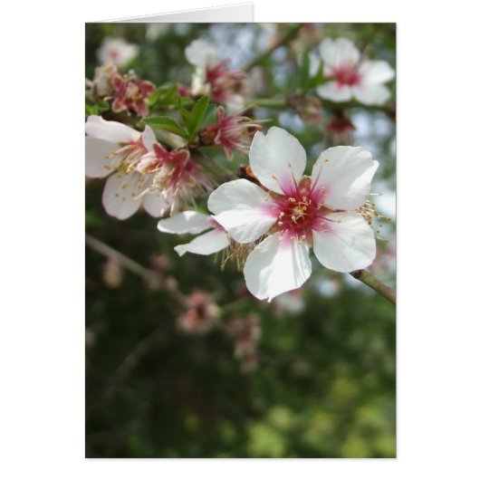 Carte Fleur Flore Vide (Devant)