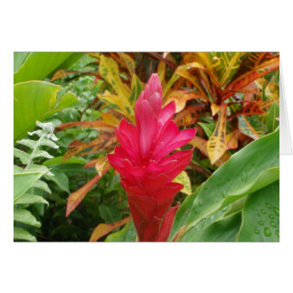 Carte Fleur Ginger