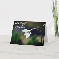 Fleur Jardin de Gladiolus Blanc avec une profonde 