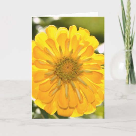 Carte Fleur jaune fleurie jaune marguerite jaune (Devant)