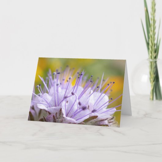 Carte Fleur Lacy Phacelia (Devant)
