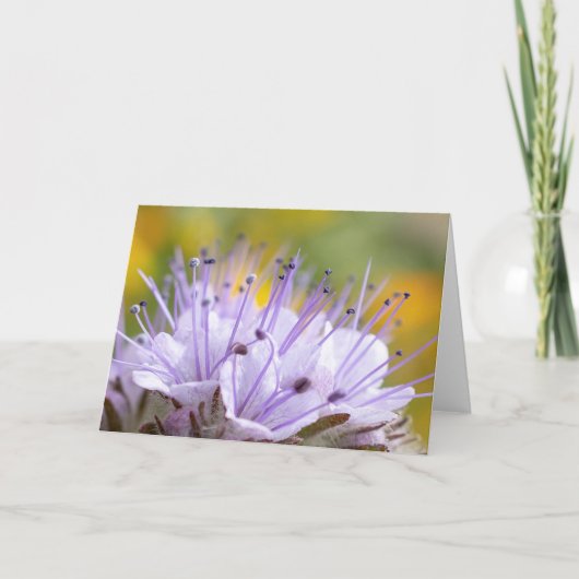Carte Fleur Lacy Phacelia (Devant)