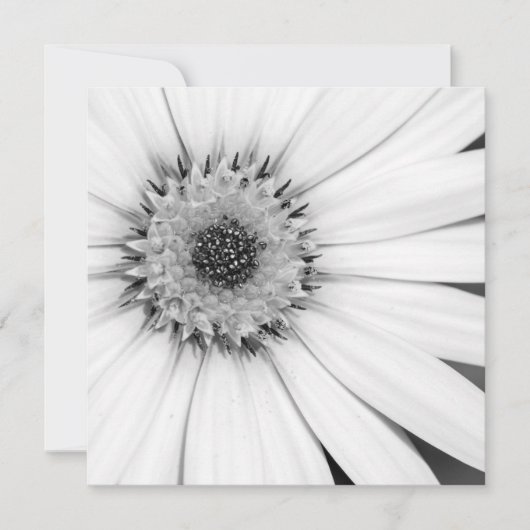 Carte Fleur monochrome de marguerite africaine (Devant)