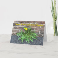 Fleur où vous avez planté Dandelion Photo