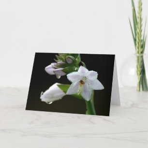Carte Fleur pourpre