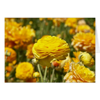 Carte Fleur Ranunculus Jaune