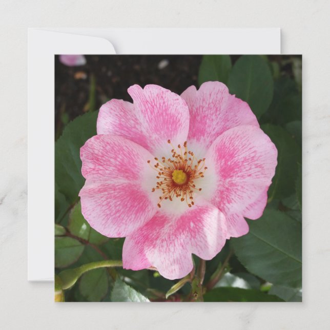 Carte fleur rose à l'ombre (Devant)