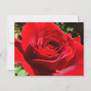 Carte Fleur rose rouge vif Belle florale