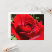 Carte Fleur rose rouge vif Belle florale (Devant/Arrière en situation)