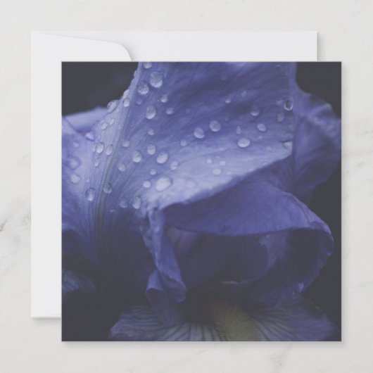 Carte Fleur Rose violet (Devant)