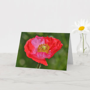 Carte Fleur Rouge Fleur Art Fleur Rouge Far