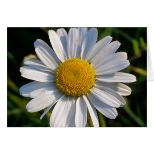 CARTE FLEUR SAUVAGE