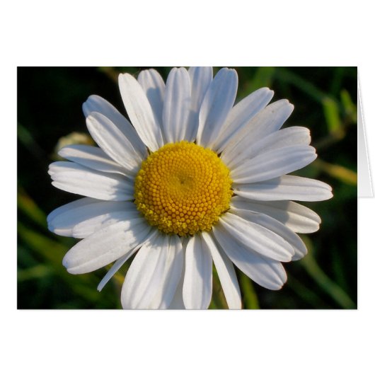 CARTE FLEUR SAUVAGE (Devant horizontal)