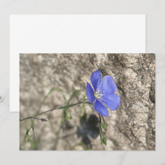 Carte Fleur sauvage (Devant / Derrière)