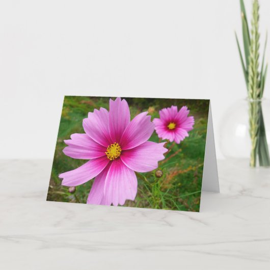 Carte Fleur sauvage de fleurs Cosmos roses (Devant)