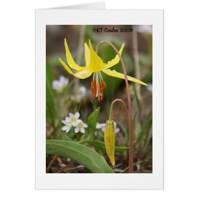 Carte Fleur sauvage Glacier Lily (Devant)