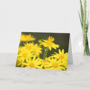 Carte Fleur sauvage texan : Ragwort doré du début du pri