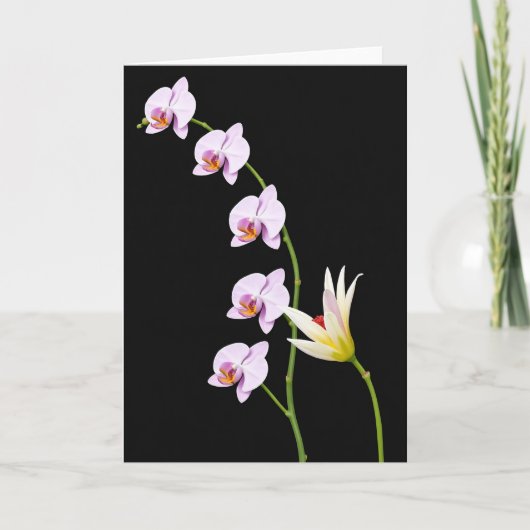 Carte Fleur Velvet Bloom (Devant)