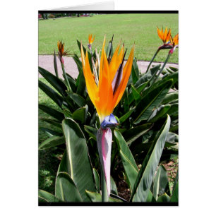 Carte Fleurs au Portugal