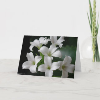 Carte Fleurs blanches