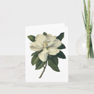 Carte Fleurs blanches de floraison de fleur de magnolia