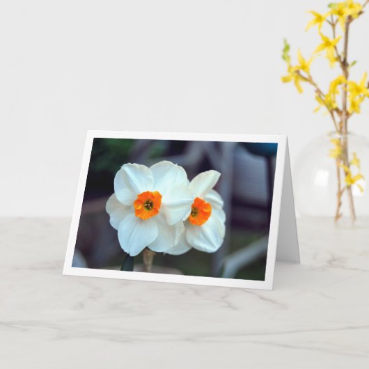 Carte Fleurs blanches de jonquille (Fleur jaune)