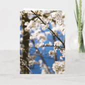 Carte Fleurs blanches devant un ciel blanc (Dos)