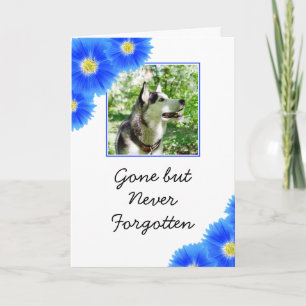 Carte Fleurs Bleues Chic Sympathie Photo Animaux