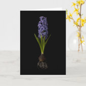 Carte Fleurs | Bulbe de Jacinthe Violette (Fleur jaune)