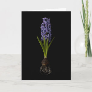 Carte Fleurs Bulbe d'hyacinthe pourpre