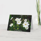 Carte Fleurs Cosmos Blanches (Dos)