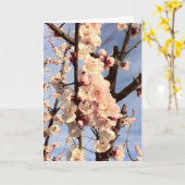 Carte fleurs d'abricot (Fleur jaune)