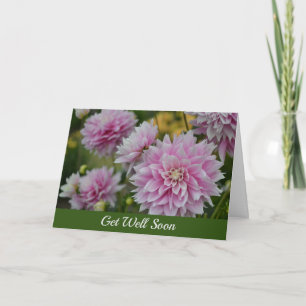 Carte Fleurs Dahlia roses au jardin RHS Obtenez bien bie